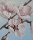 Cherry Blossoms