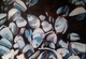 Clustered Mussels