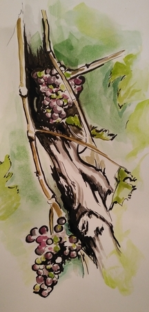 Vineyard
