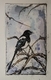 Magpie in the Branches