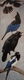 A Column of Corvids
