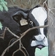 Lupin Cow #108