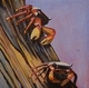 Navigators