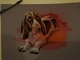 Nessie the Basset Monster