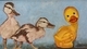 Duckie, Duckie, Rubber Duckie