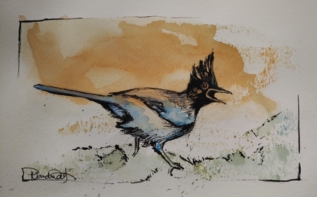 Steller's Jay