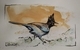 Steller's Jay