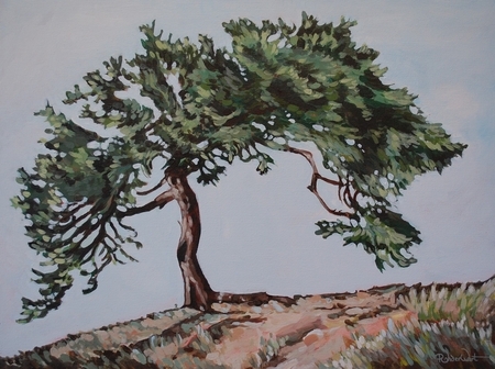 Sweeping Canopy