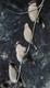 Waxwings