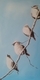 Waxwings II