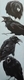 What's All the Squawkin' About?