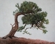 Windswept Ponderosa